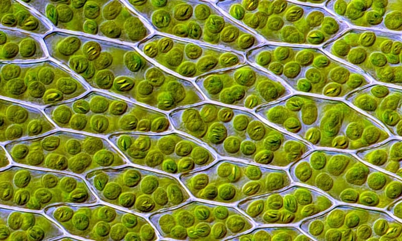 Nevidljivi forenzičar: kako mahovina pomaže u rasvetljavanju zločina