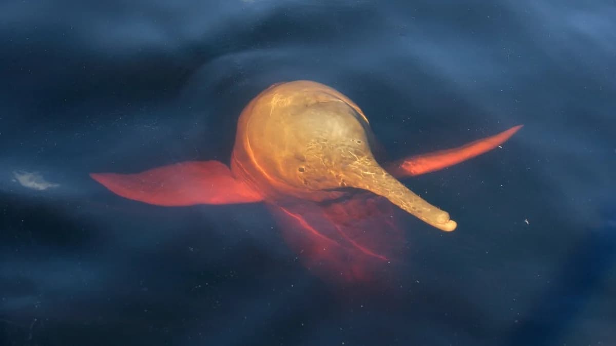 Amazonijska jezera toplija od đakuzija — stotine delfina poginule tokom rekordne suše