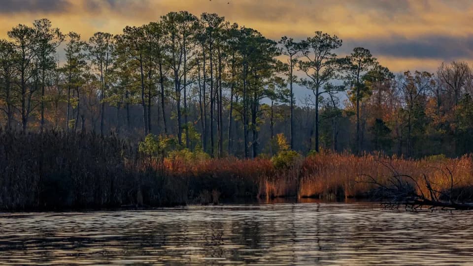 Zaliv Chesapeake postaje „duh šuma“: kako prodor slane vode uništava obalske šume