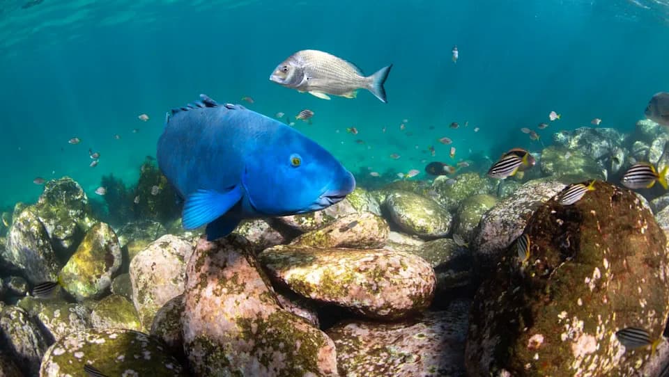 Morske vrste beže ka polovima — prosečno 59 km po dekadi, posledice za ribarstvo i ekosisteme