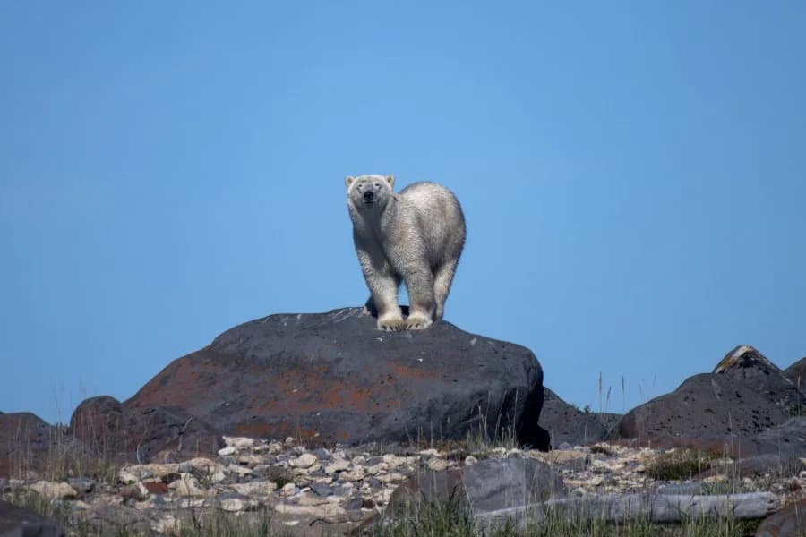 Tragičan incident na ostrvu Breevort: Muškarac ubijen dok je fotografisao polarne medvede