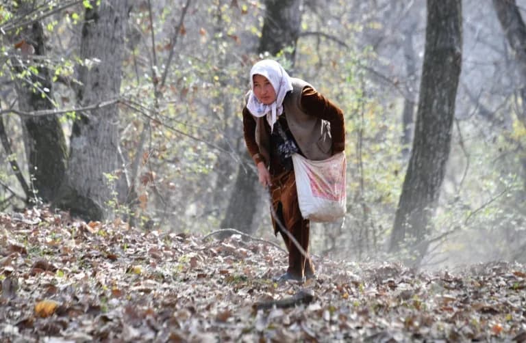 Nestaje najveća prirodna šuma oraha na svetu: Arslanbob na udaru klime i ljudskih pritisaka