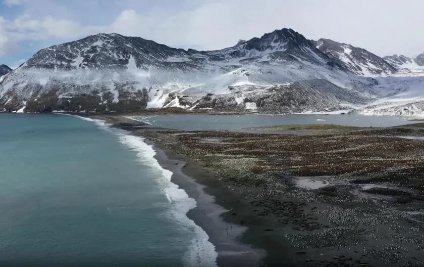 H5N1 pustoši slonovske foke i morske lavove na južnoj hemisferi — pacifička obala za sada pošteđena