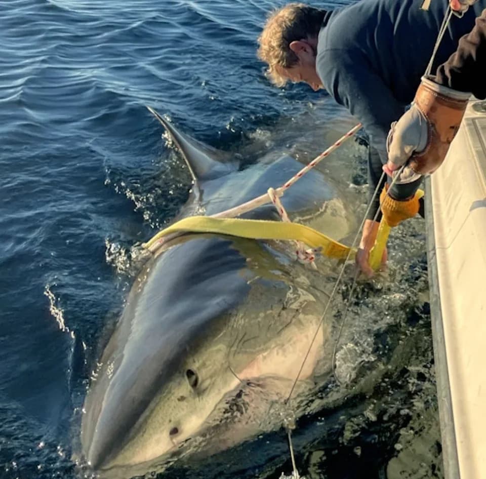 „Contender“ — najveći mužjak bele ajkule označen od OCEARCH izronio kod obale Nju Džersija