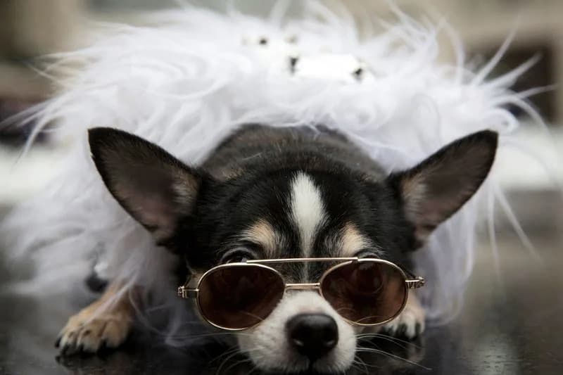 Nove studije: Raznolikost oblika pasa postojala je pre najmanje 11.000 godina