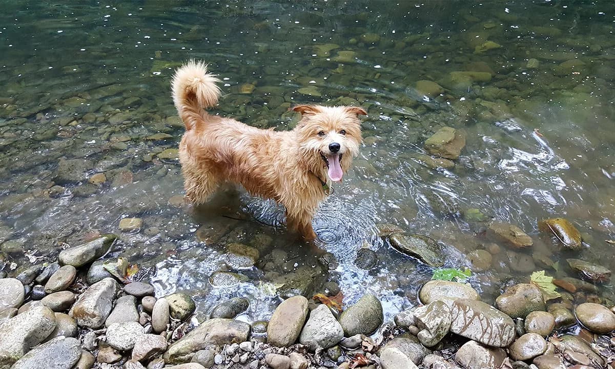 Iznenađujuće drevno poreklo vašeg psa — saputnici ljudi još pre 10.000 godina