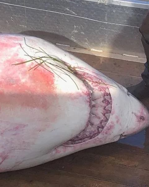 Omiljena ajkula „Danny” pronađena mrtva — šest godina podataka za očuvanje belih ajkula