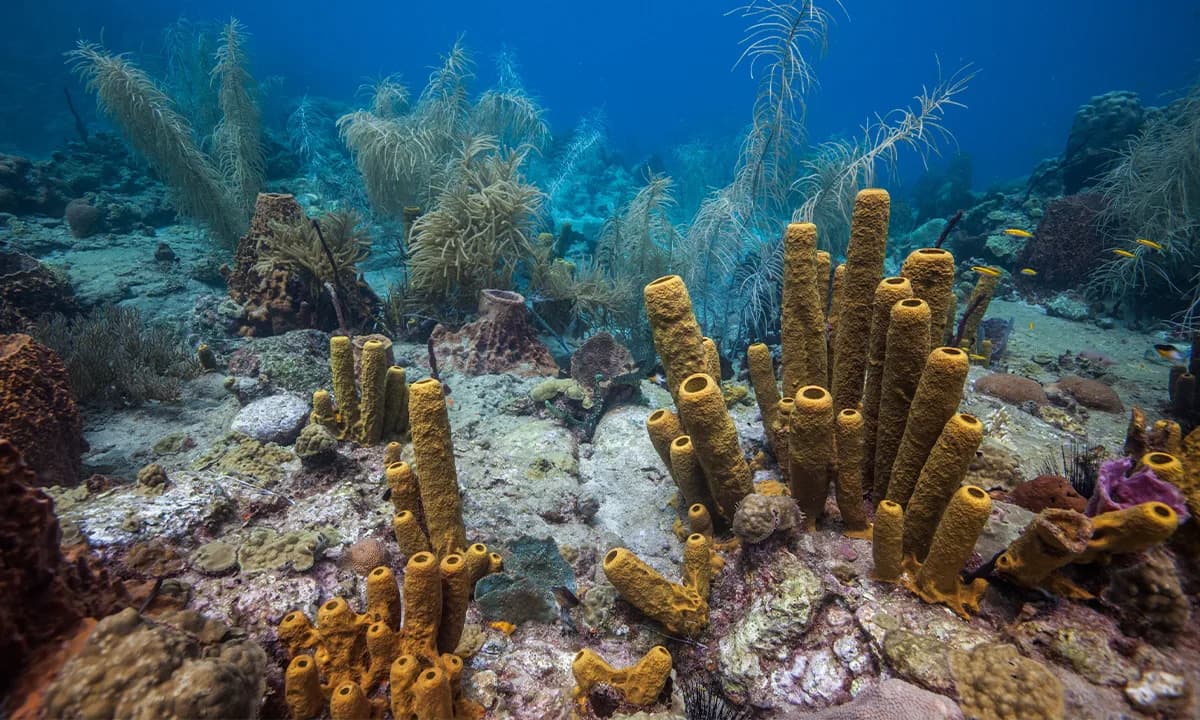 Prva životinja na Zemlji — sunđer ili češer? Nova genetska analiza naginje ka sunđerima