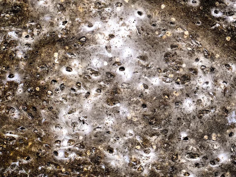 Pronađena najveća poznata paukova mreža — oko 106 m² i ~110.000 paukova u pećini na granici Grčke i Albanije