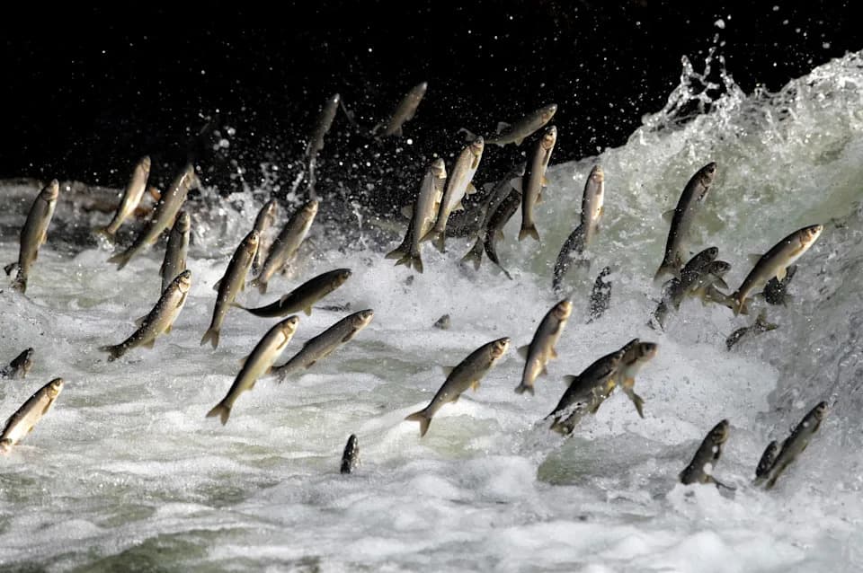 Hitno upozorenje: mikroplastika u svim nivoima prehrambenog lanca estuara Mandovi