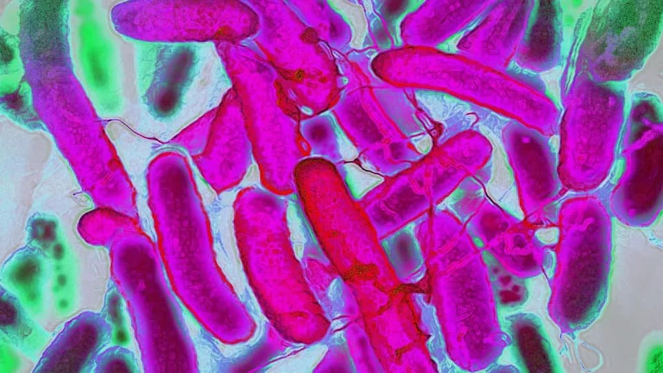 Bakterije koje prave i boje tkaninu: nova „one‑pot” metoda stvara celuloznu tkaninu u bojama duge