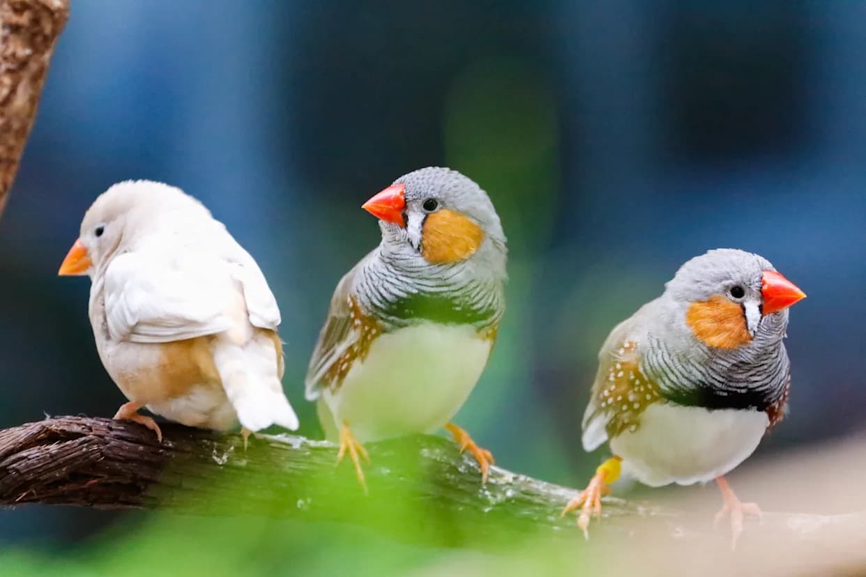 Tajna jutarnjeg hora: ptice pevaju tek kada se upali svetlo