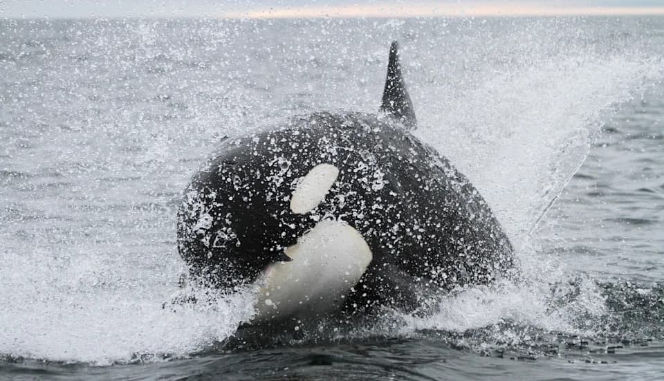 Alarmantno ponašanje: orke sve češće napadaju mlade bele ajkule u Zalivu Kalifornije