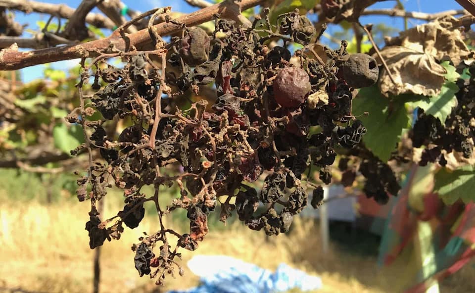 Berba divljih borovnica u istočnoj Kanadi — prinosi smanjeni za 70%, poljoprivrednici u šoku