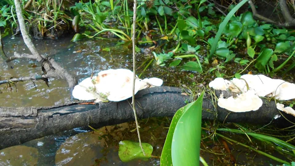 Prirodni saveznik protiv „forever“ hemikalija — žuta kosanica i mikoriza poboljšavaju uklanjanje PFAS