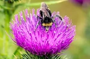 Zapuštene urbane površine privlače više divljih pčela nego uređeni parkovi — sedmogodišnja studija WSU