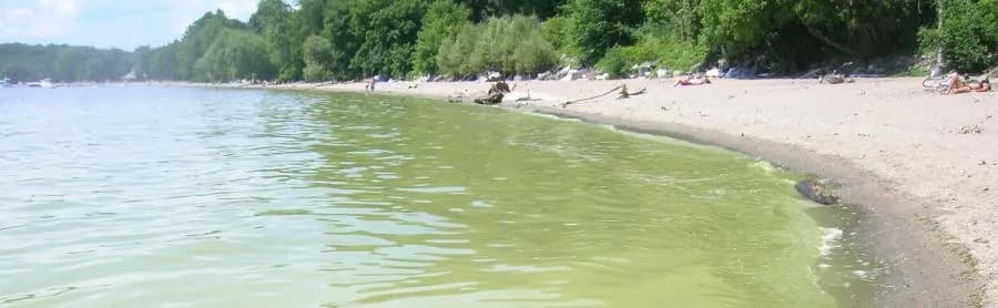 Nova studija UVM: azot podjednako podstiče cvetanje plavo‑zelene alge u jezeru Champlain