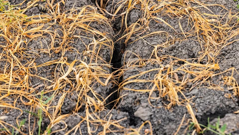 Ekstremne vremenske neprilike pogađaju britanski ječam — farmeri prijavljuju pad prinosa do 70%