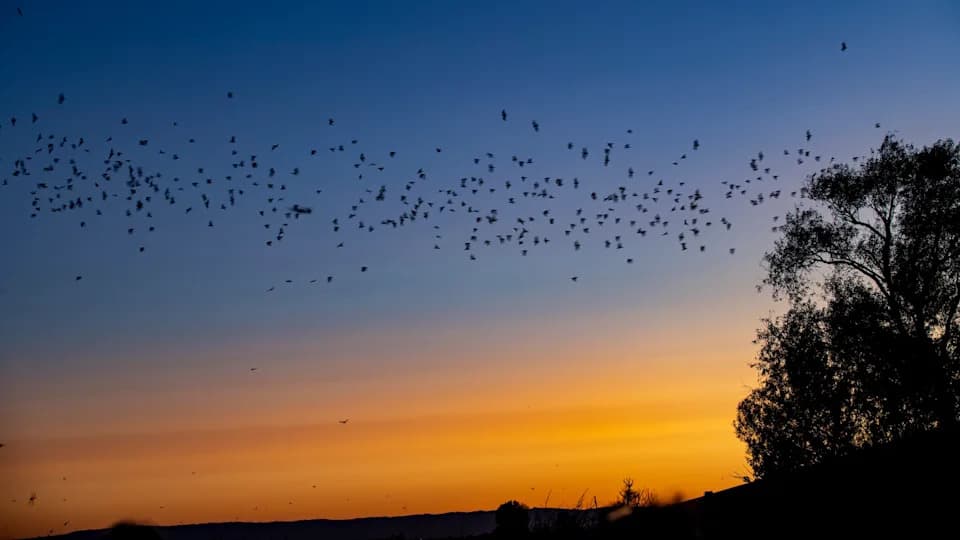 Senzori razotkrili: kako veliki noćni šišmiši hvataju i jedu pevačice u letu