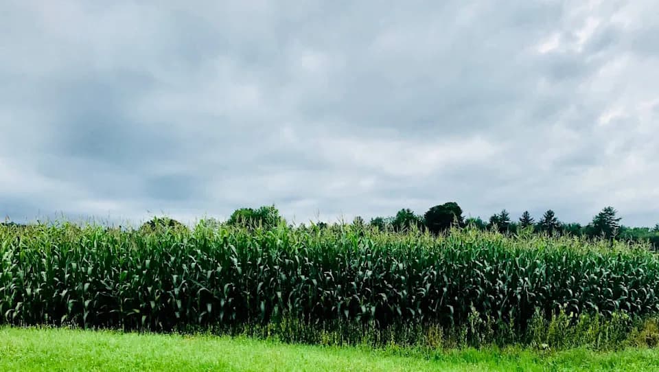 Istraživanje otkriva: međusobno sađenje ne smanjuje PFAS, salata nosi veći rizik