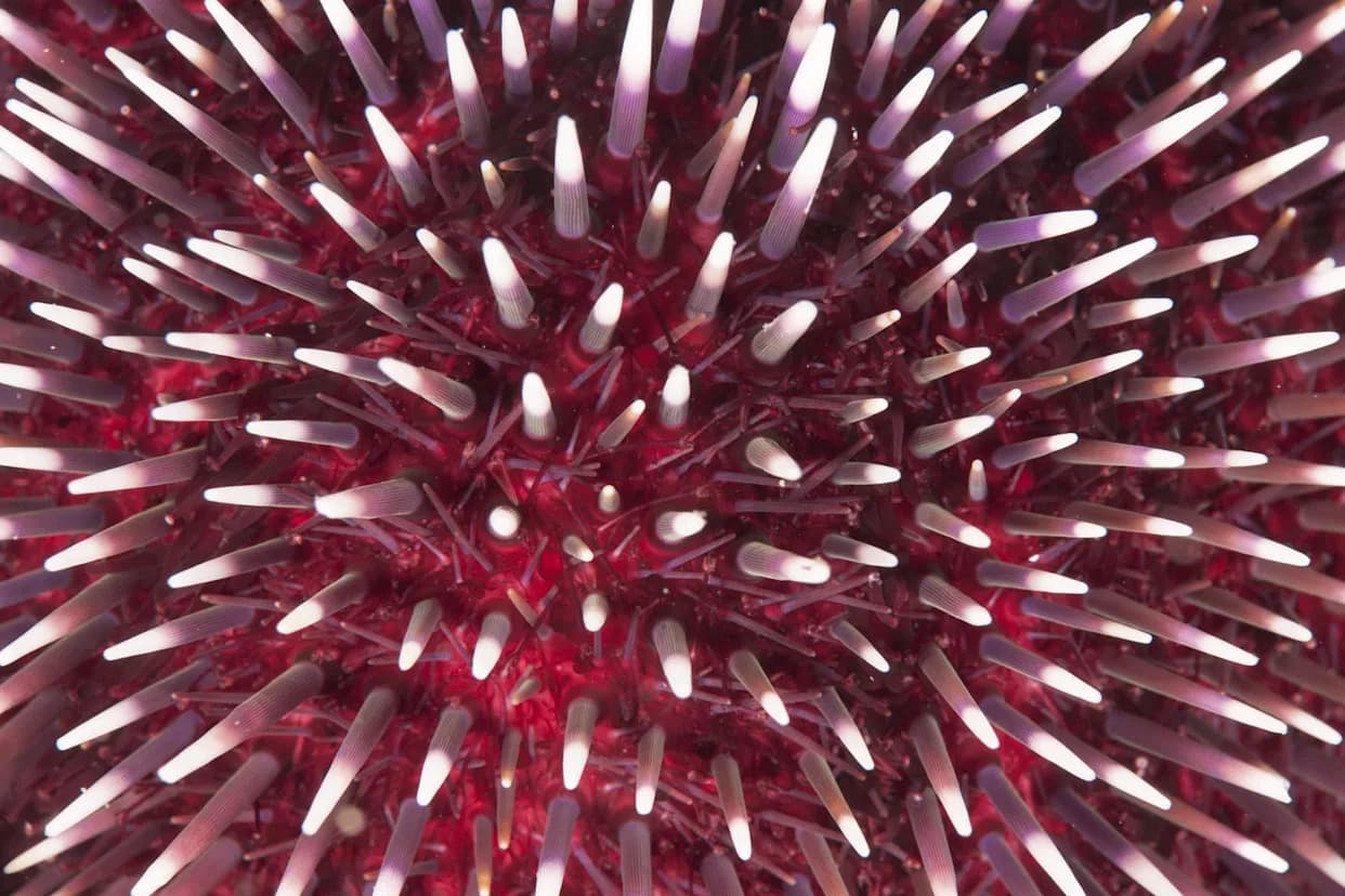 Nisu bez mozga — ceo ježinac je „sve‑mozak“, otkriva nova studija