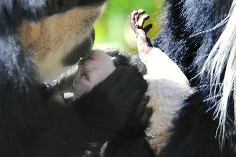 Ljubljenje staro 17–21 miliona godina: Da li su se Neandertalci i drevni primati ljubili?