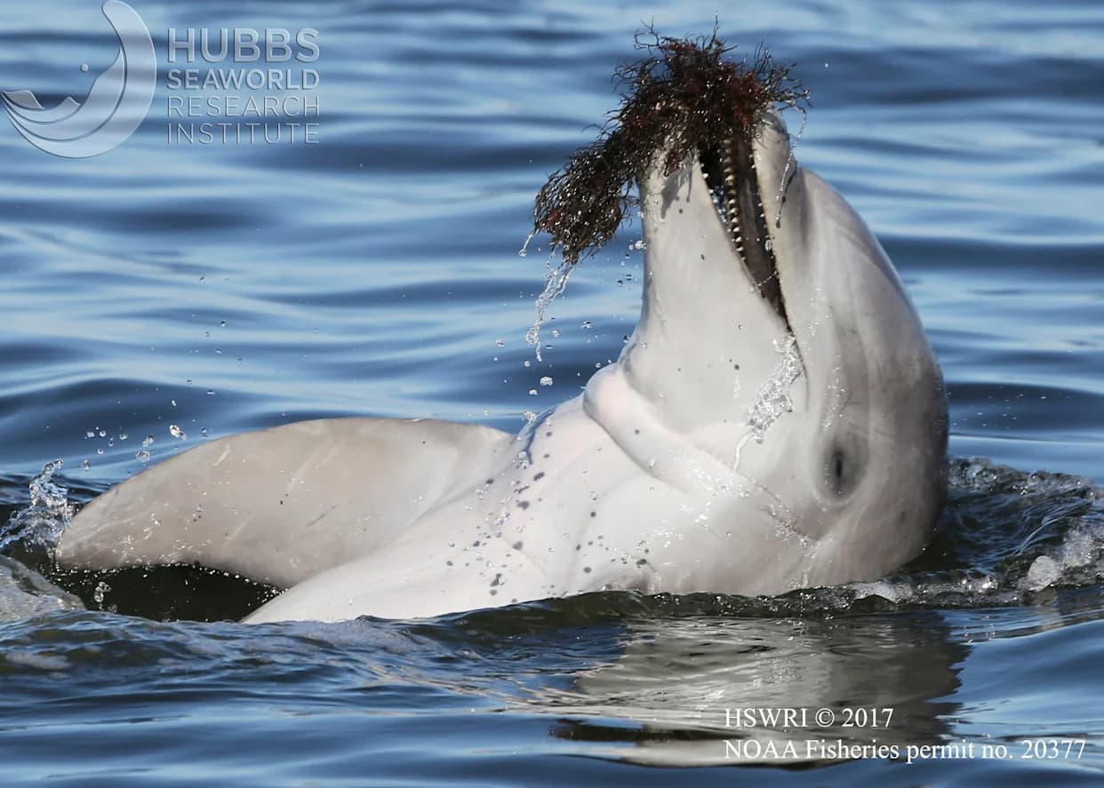 Delfini iz lagune Indian River pokazuju promene u mozgu slične Alchajmeru — vezano za toksine iz cvetanja algi