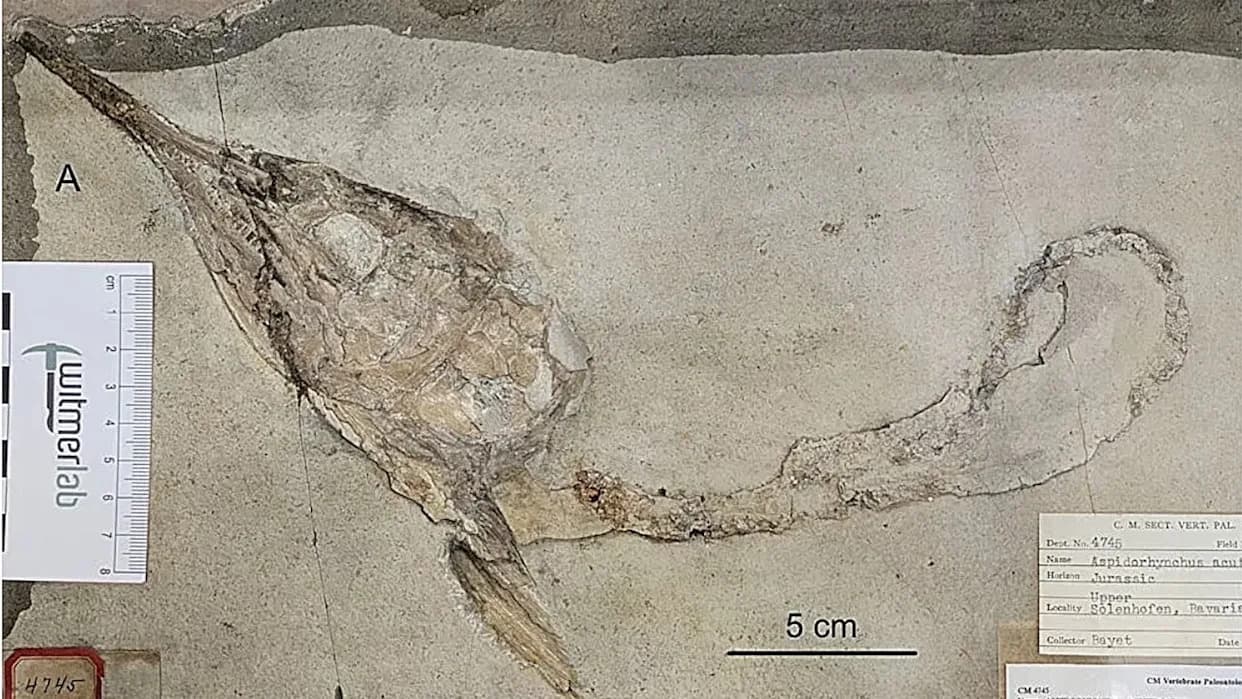 Fosili iz Solnhofena pokazuju kako su veći grabljivci odsecali glave Aspidorhynchus-a