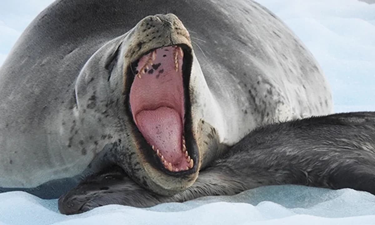 Majčina ljubav leopard pečata: majke neguju mrtve mladunce i do 20 dana