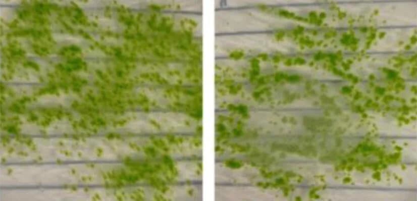 Mahovina u svemiru: spore preživele 9 meseci na ISS i klijale nakon povratka