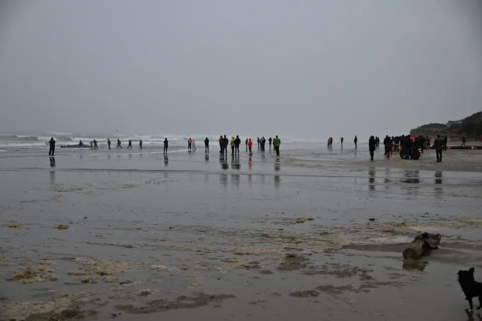 Tragedija kod Yachatsa: zašto grbavog kita nije bilo moguće spasiti