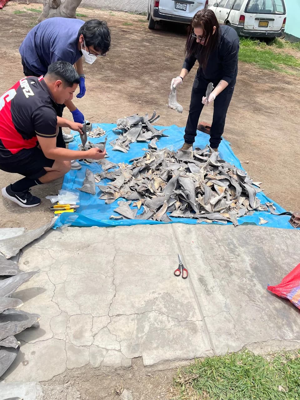 Velika racija u Peruu: zaplenjeno 10.000 ajkinih peraja (9,3 t) vrednih preko 11,2 miliona dolara