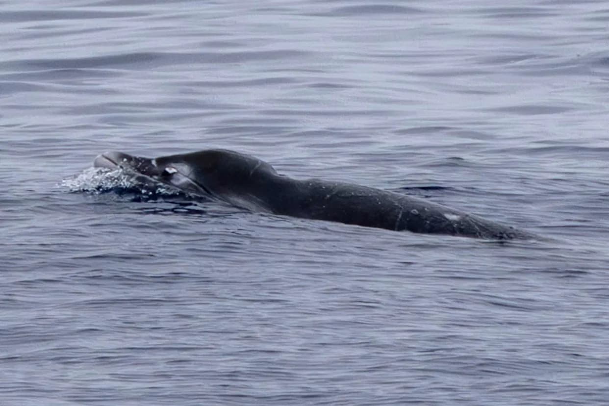 Prve fotografije živih ginkgo-zubatih kljunastih kitova – potvrđen istorijski nalaz