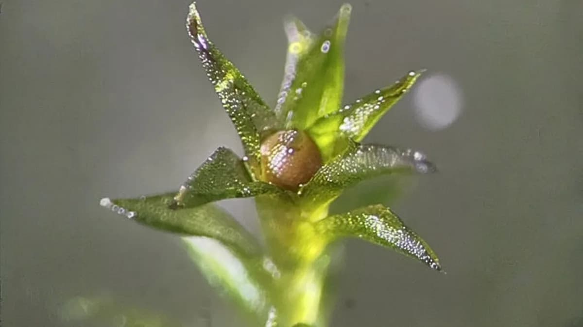 Mahovina preživela 9 meseci u vakuumu svemira — preko 80% sporova i dalje klija