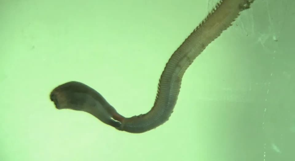 Zapanjujući trik morskih krvnih crva: proboscis koji se izvlači i uvlači za sekunde