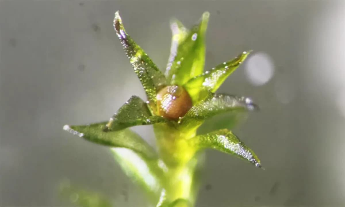 Mahovina izdržala 283 dana na ISS‑u — spore pokazuju izuzetnu otpornost