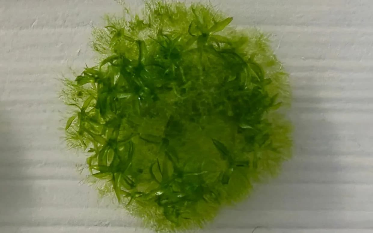 Zapanjujuća izdržljivost mahovine: 80% spora preživelo 283 dana na ISS-u