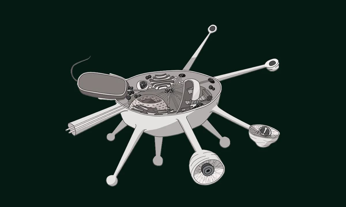 Otkriven „živi fosil“ Solarion arienae — jednoćelijski organizam koji menja stablo života