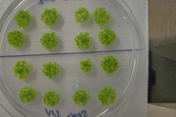 Izdržala vakuum svemira: mahovina preživela 9 meseci na spoljašnjoj strani ISS