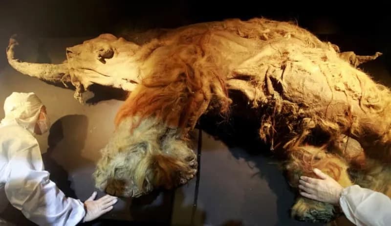 Najstarija RNK ikada pronađena u mamutu Juki otkriva poslednje trenutke života