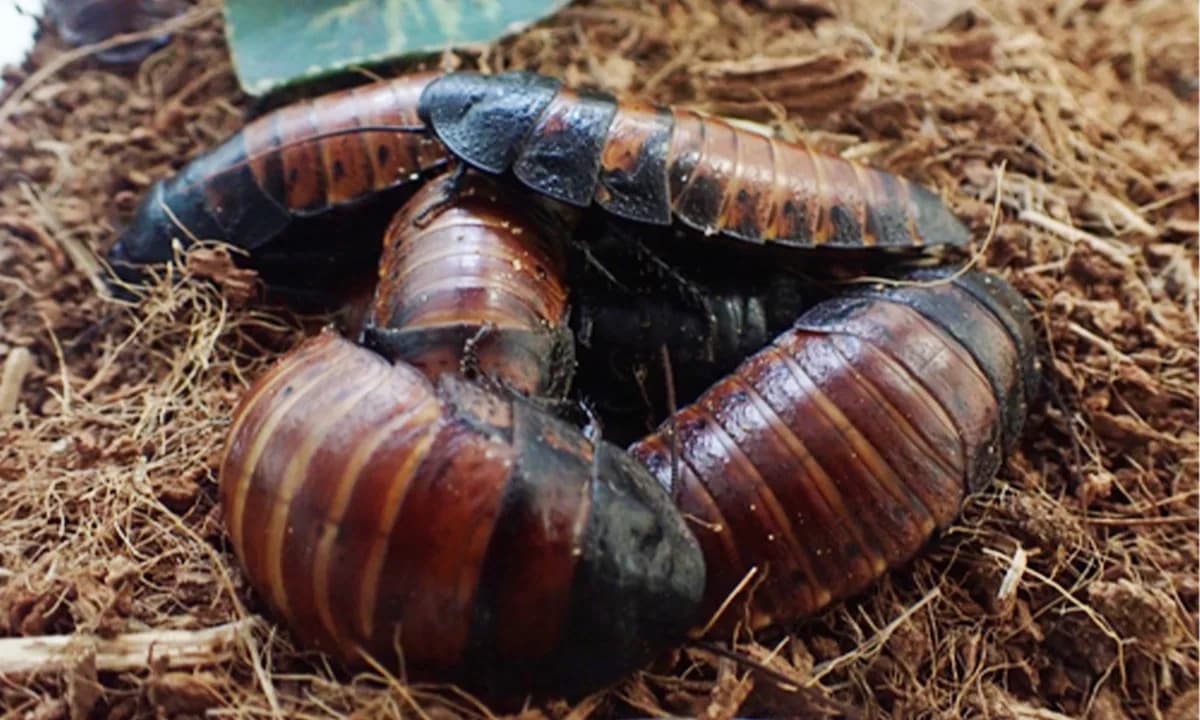 Madagaskarski žohari se grle da ne bi dehidrirali — agregacija kao zaštita od suvoće
