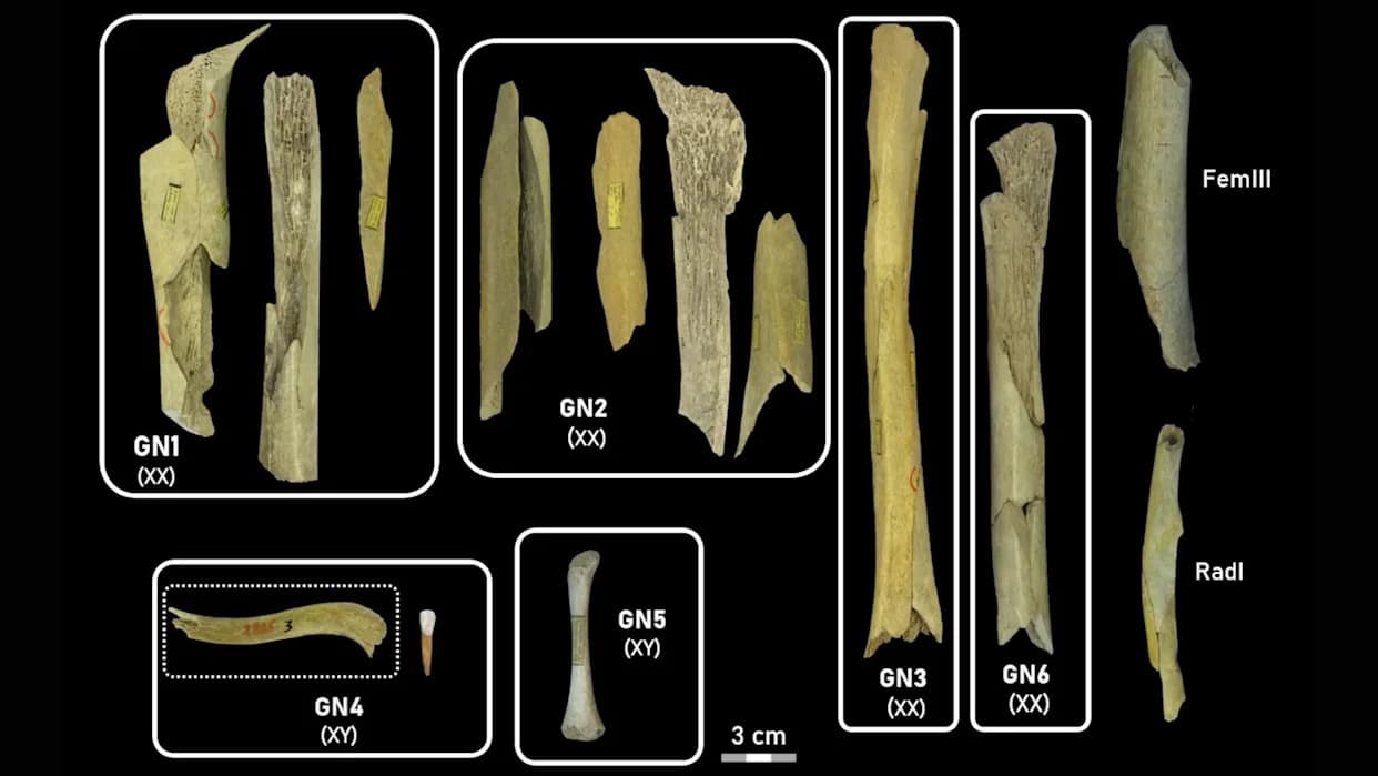 Goyet: dokazi da su neandertalci praktikovale selektivni kanibalizam