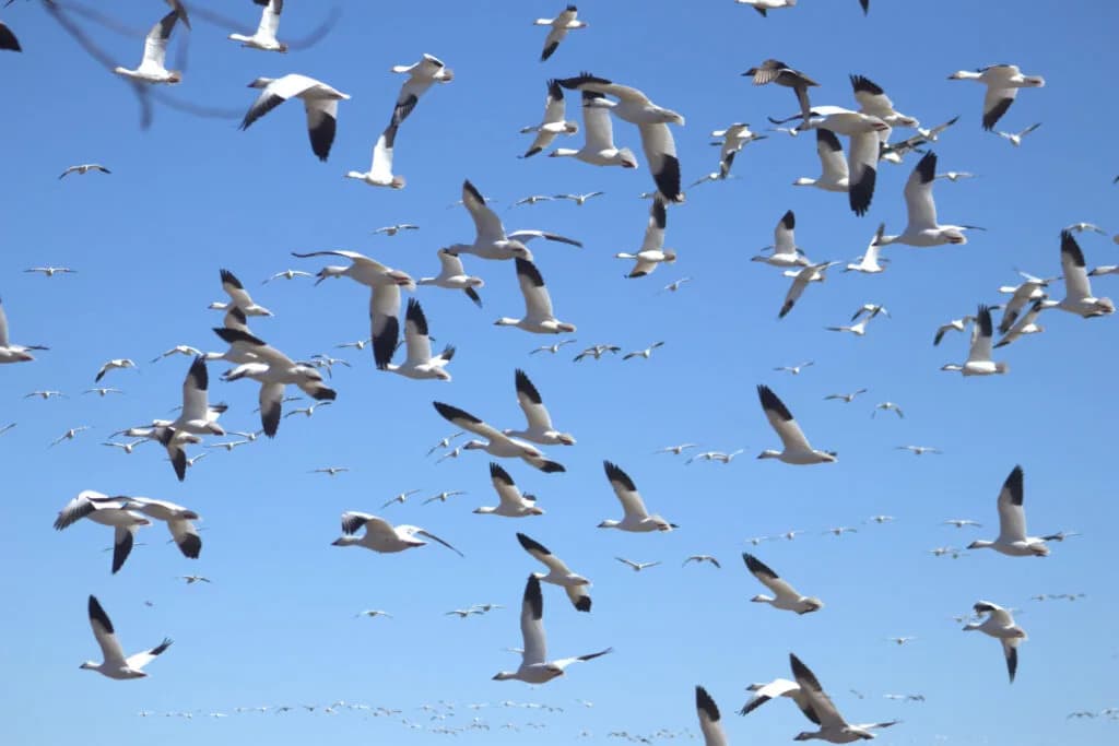 Megasuša preti migracijama: hoće li guske i ždralovi zaobići Nju Meksiko?