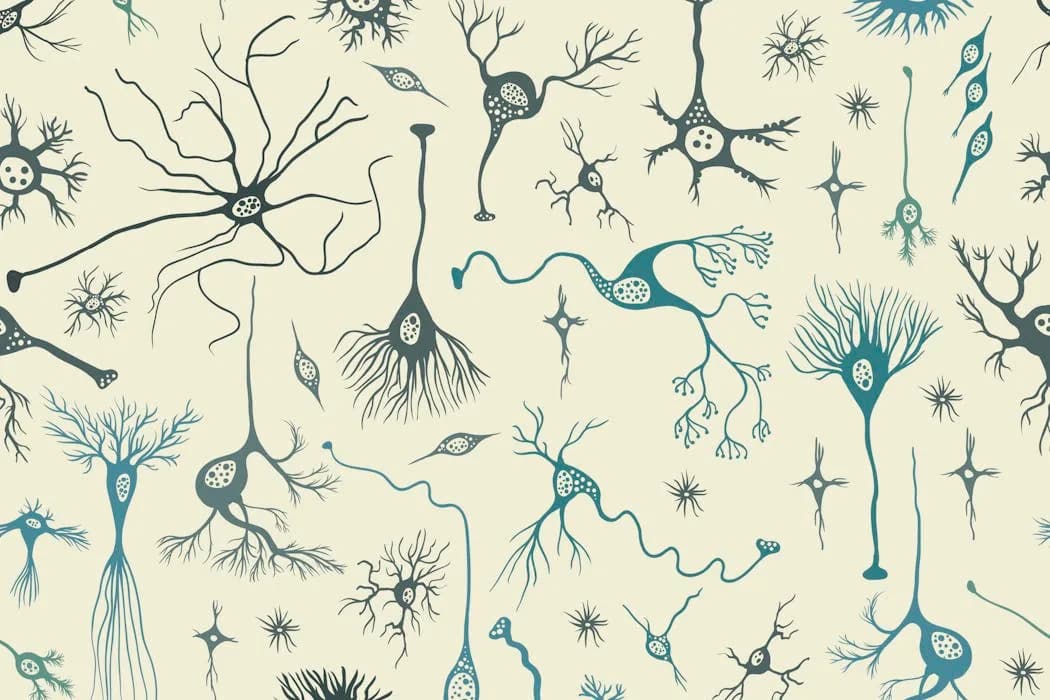 Veliki mozak nas čini ljudima — kako kuvanje i ~16 milijardi kortikalnih neurona oblikuju naš život