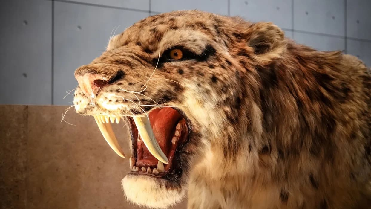 12 izumrlih i kritično ugroženih mačaka koje su bile nemilosrdne — šta nam njihove priče poručuju