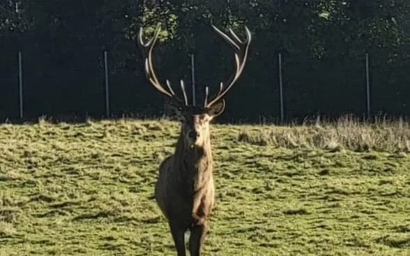 Brutalan napad u parku Newbridge — jelen odrubljene glave, sumnja se na krivolovce koji su hteli rogovlje