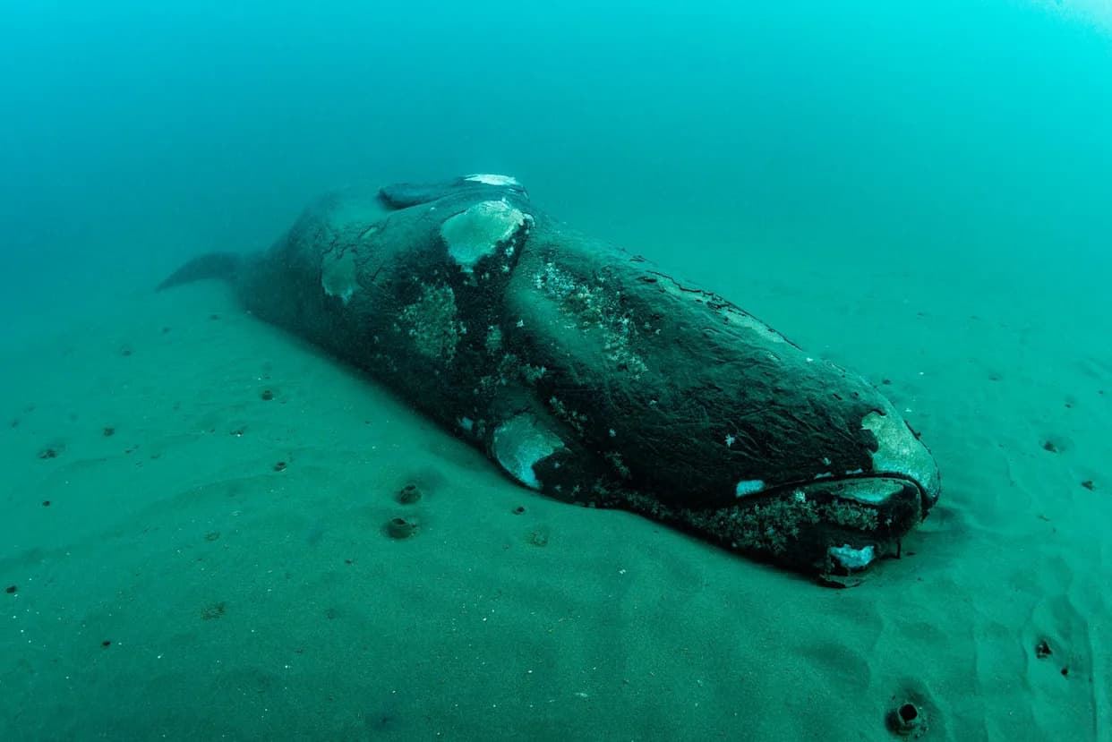 Kit koji je umro pre decenija i dalje vrvi životom — kostur postao stambeni kompleks na dnu okeana