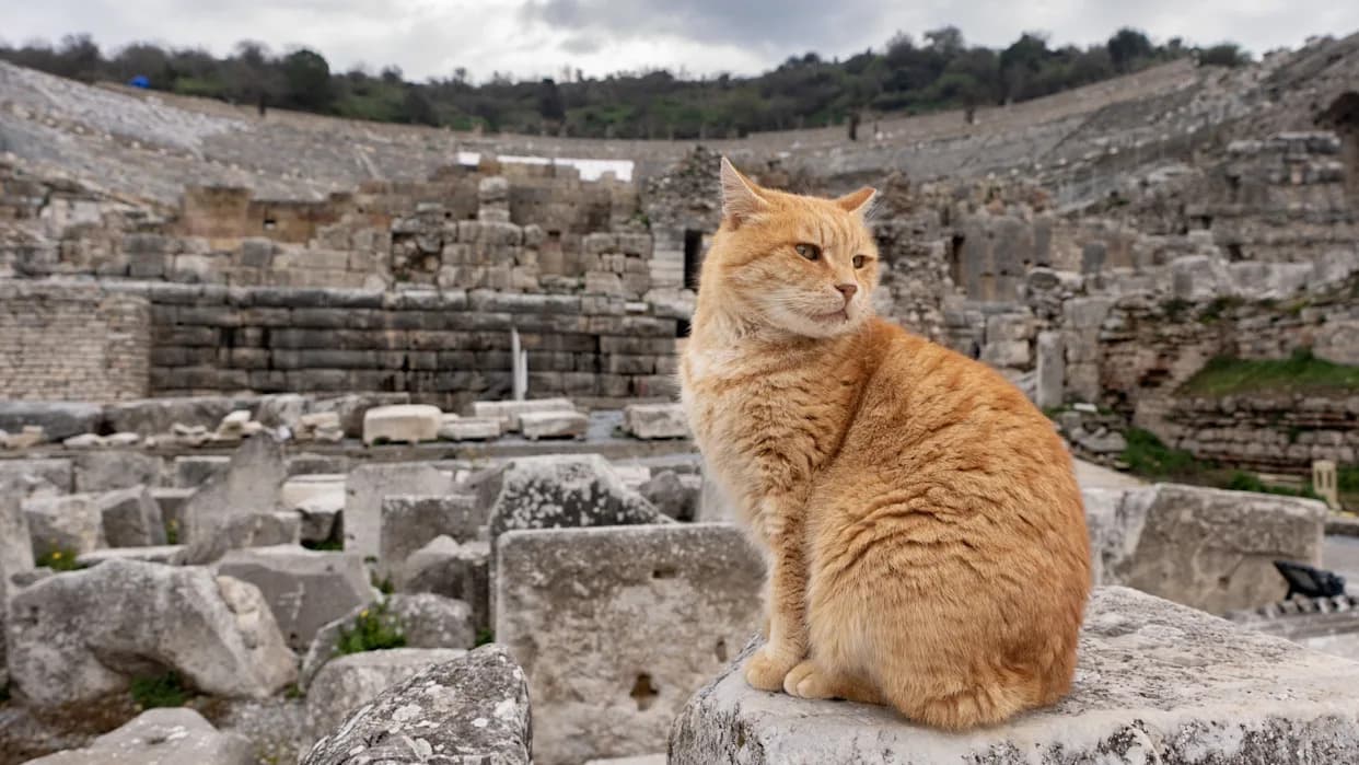 Rimske legije i mačke: kako su kućne mačke stigle u Evropu pre oko 2.000 godina