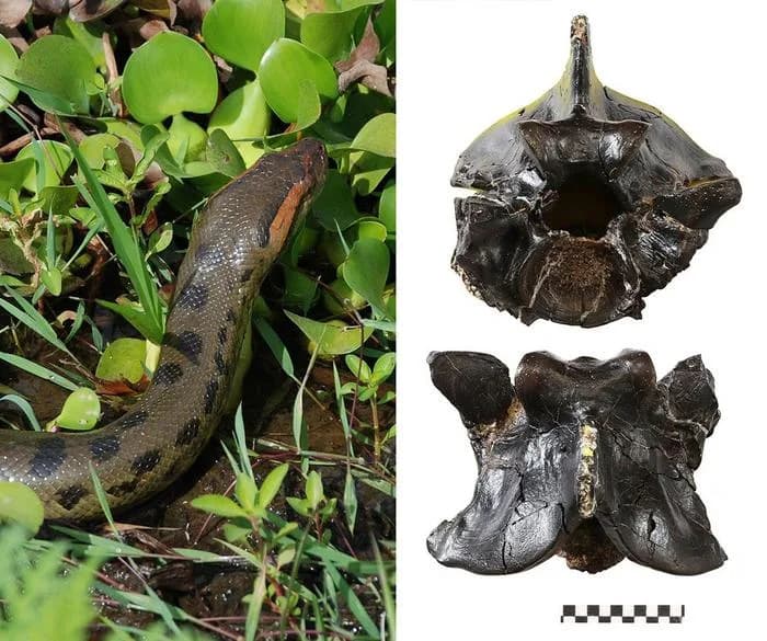 Anakonde stale u rastu pre 12,4 miliona godina — fosili otkrivaju tajnu opstanka