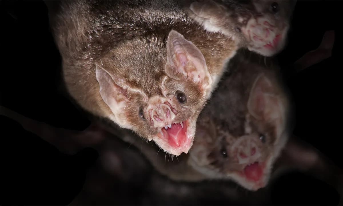 Prijateljice-šišmiši: kako vampir-šišmiši menjaju „akcente" da bi stekle drugarice